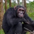 Chimpancés usan plantas medicinales para curar sus heridas