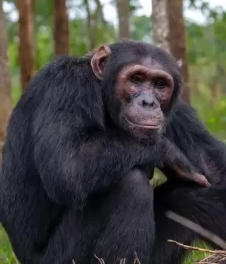 Chimpancés de Uganda usan plantas medicinales para curar sus heridas.