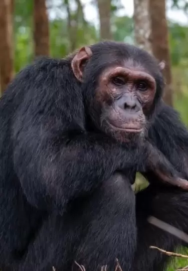 Chimpancés de Uganda usan plantas medicinales para curar sus heridas.