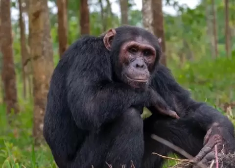 Chimpancés de Uganda usan plantas medicinales para curar sus heridas.