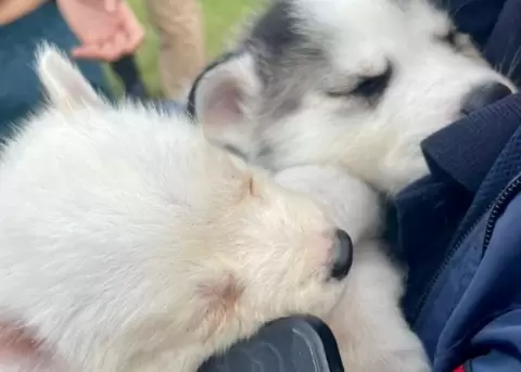 Tres canes, una madre y dos cachorros de características similares a la raza Husky, fueron rescatados.
