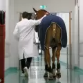 'Doctor Peyo', el caballo que ayuda a pacientes en un hospital