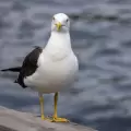 Una gaviota aprende a 'maullar' para obtener comida gratis