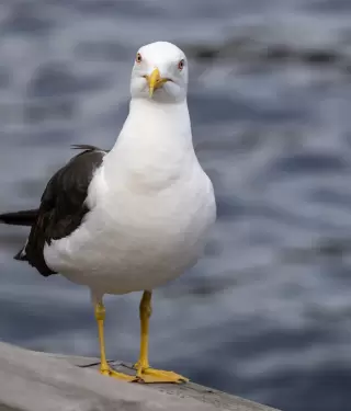 Una gaviota aprendió a maullar.