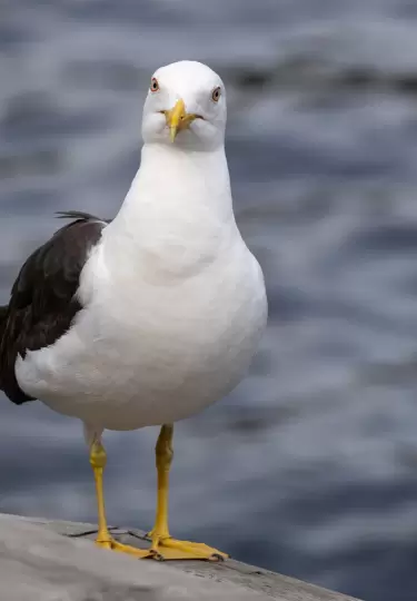 Una gaviota aprendió a maullar.