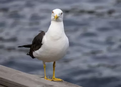 Una gaviota aprendió a maullar.