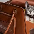 Las mascotas ya cuentan con su propia lnea de ropa deportiva