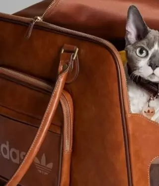 Las mascotas ahora podrán lucir prendas deportivas en tendencia.