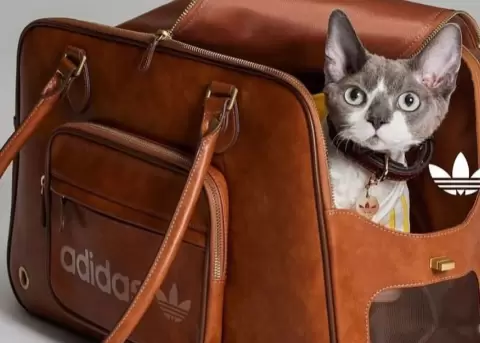 Las mascotas ahora podrán lucir prendas deportivas en tendencia.
