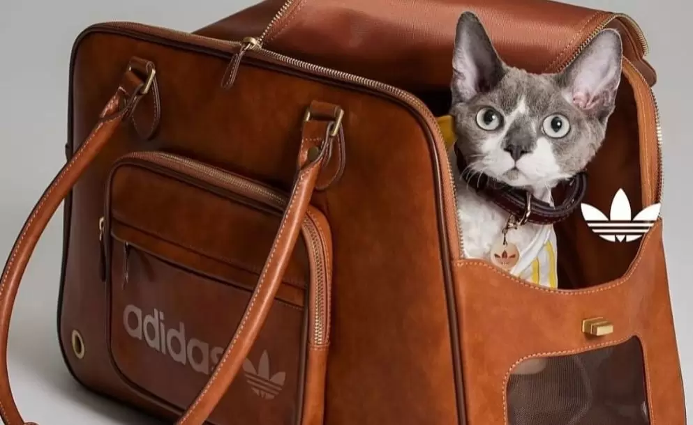 Las mascotas ahora podrn lucir prendas deportivas en tendencia.