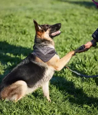 La Policía Nacional abrirá cursos gratuitos de adiestramiento canino.