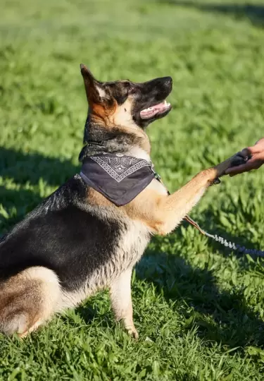 La Policía Nacional abrirá cursos gratuitos de adiestramiento canino.