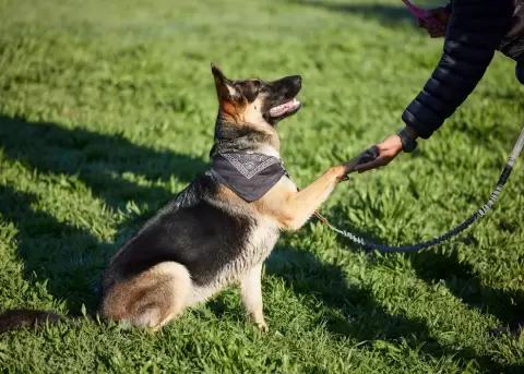 La Policía Nacional abrirá cursos gratuitos de adiestramiento canino.