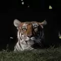 Fotógrafo captura a una tigresa rodeada de mariposas