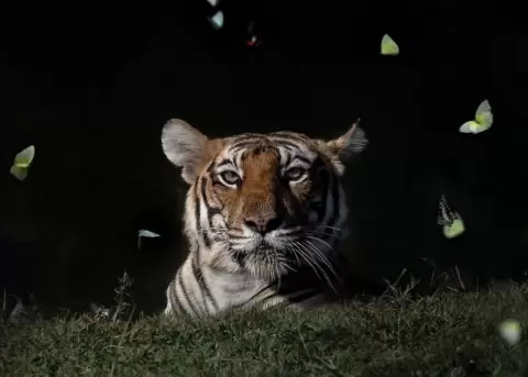 Fotógrafo logró capturar un momento único entre una tigresa y unas mariposas.