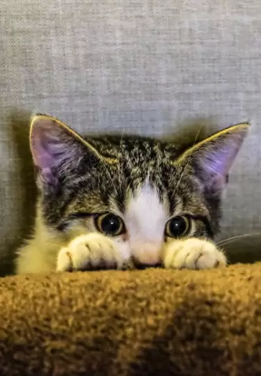 Ocho animales fueron rescatados de costales en un mercado: intentaban venderlos ilegalmente