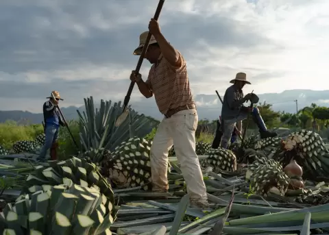 La producción masiva de mezcal amenaza a los murciélagos mexicanos.