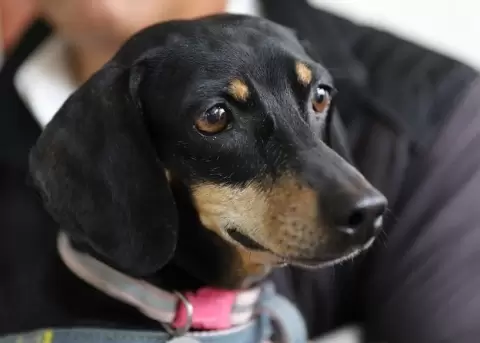 UBA organiza actividades de adopci�n y bienestar para perros y gatos en Quito