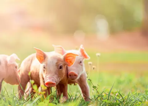 Los cerditos en miniatura ofrecen a los clientes un momento de felicidad.