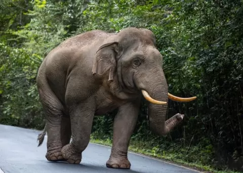 Un elefante entr� a un local comercial y se llev� comida.