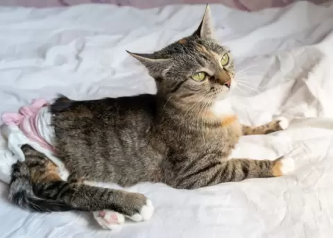 A pesar de su accidente, Toffee es una gatita muy juguetona y feliz.