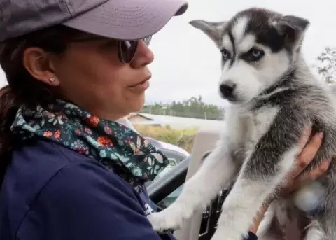 10 cachorros fueron rescatados de venta ilegal en el mercado de El Quinche