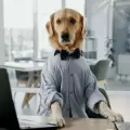 Un golden retriever se convierte en el director de la felicidad de una empresa