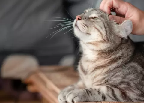 El trabajo consiste en garantizar el bienestar del felino.