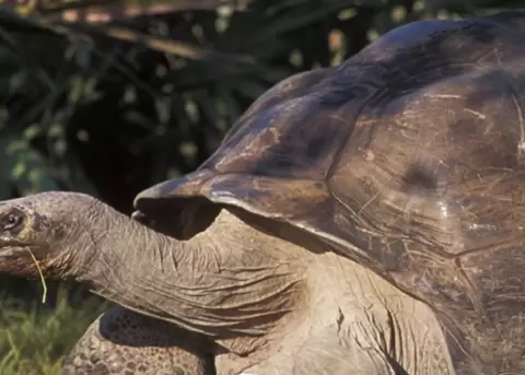 Goliath se convierte en el padre primerizo m�s longevo del mundo.