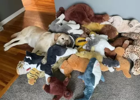Buttercup tiene m�s de 30 peluches y los saca al patio todos los d�as.