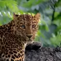 Un fot�grafo captur� la imagen de un leopardo con ojos de distinto color