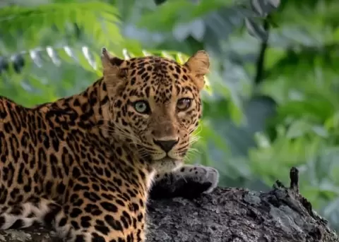 La belleza de este leopardo qued� plasmado en el lente de Dhruv Patil.