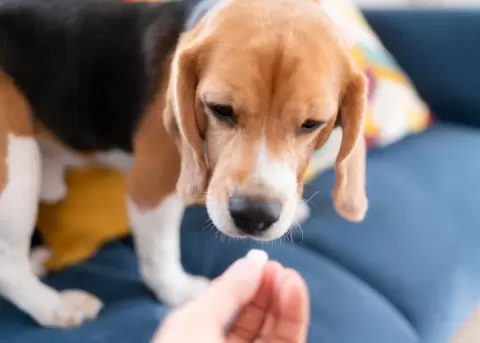 El f�rmaco que promete alargar la vida de los perros estar�a lista en el 2026.