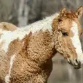 ¡El caballo de pelaje rizado sí existe! Te contamos sobre los Bashkir Curly