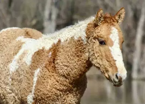 Los Barshkir Curly tienen su pelaje rizado para resistir a bajas temperaturas.