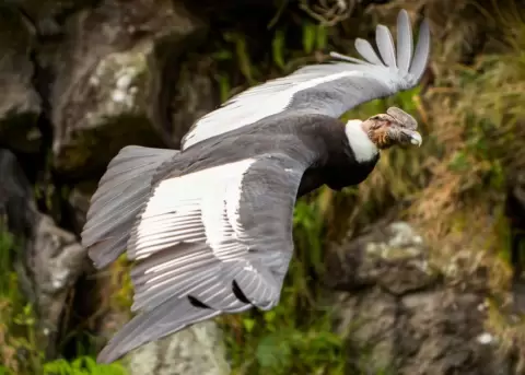 Una nueva cr�a de c�ndor naci� y abre la esperanza para la conservaci�n de la especie.