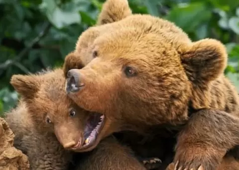 La fot�grafa Marina Cano captur� un momento especial de una familia de osos.