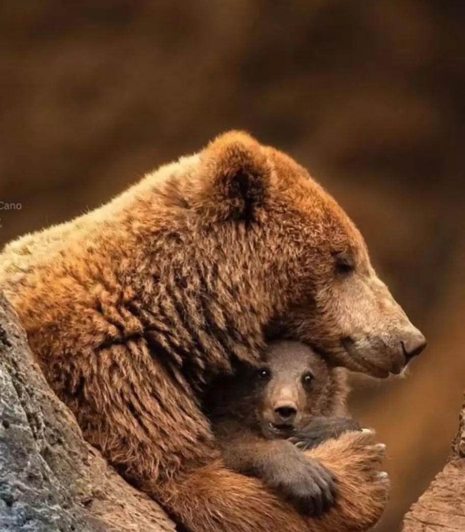 La madre osa gu�a a sus cr�as.