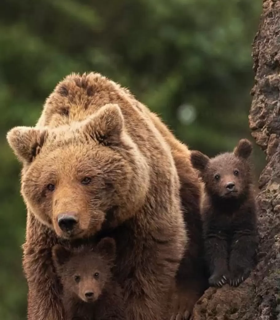 La familia de osos explora el bosque.