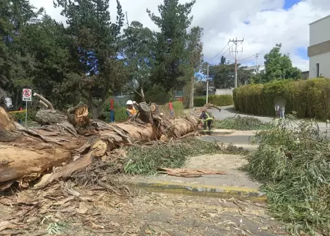 �rbol ca�do en Tumbaco provoca congesti�n en la Interoce�nica