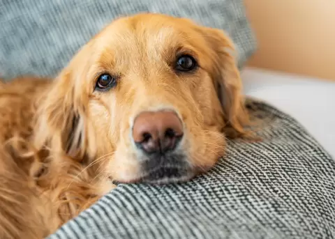Perro puede oler el Parkinson antes de que aparezcan los s�ntomas.