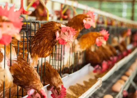 Ecuador fue declarado libre de influenza aviar.