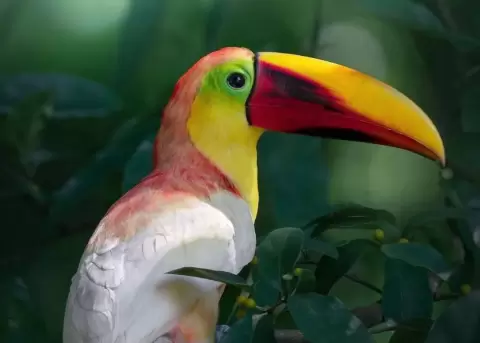 El tuc�n tiene el plumaje blanco debido a una condici�n gen�tica.