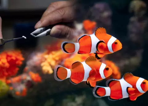 Un sensor del tama�o de un grano de arroz.