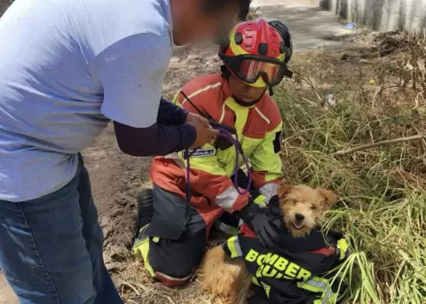 Rescate animal