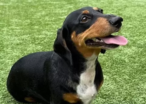 Perro salchicha que rompi� R�cord Guinness por abrir tapas de botella.