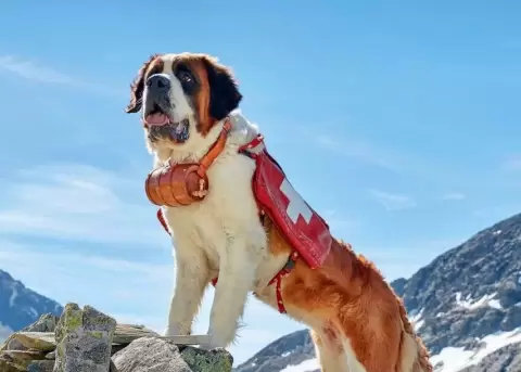 Los perros San Bernardo son un s�mbolo de los Alpes suizos.