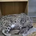 Nace un leopardo de las nieves en 94 a�os de historia de un zool�gico