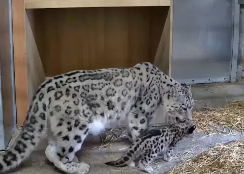 Nubla, madre del cachorro leopardo de las nieves, cuida a su cria.