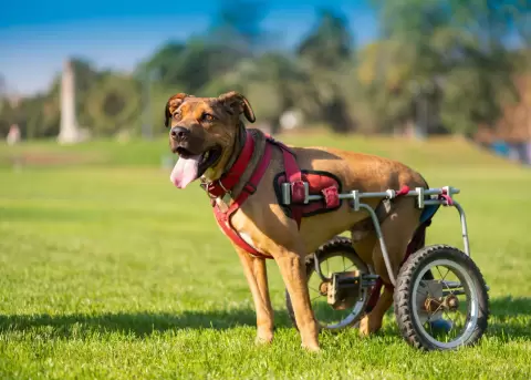Pr�tesis personalizadas que transforman la vida de perros.